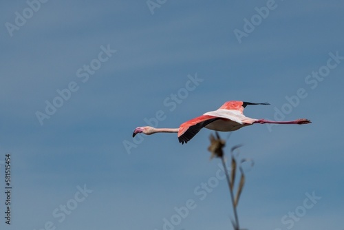 Phoenicopterus roseus volando en el Parque Natural el Hondo, España