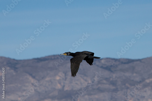 Cormoran volando en el Parque Natural el Hondo