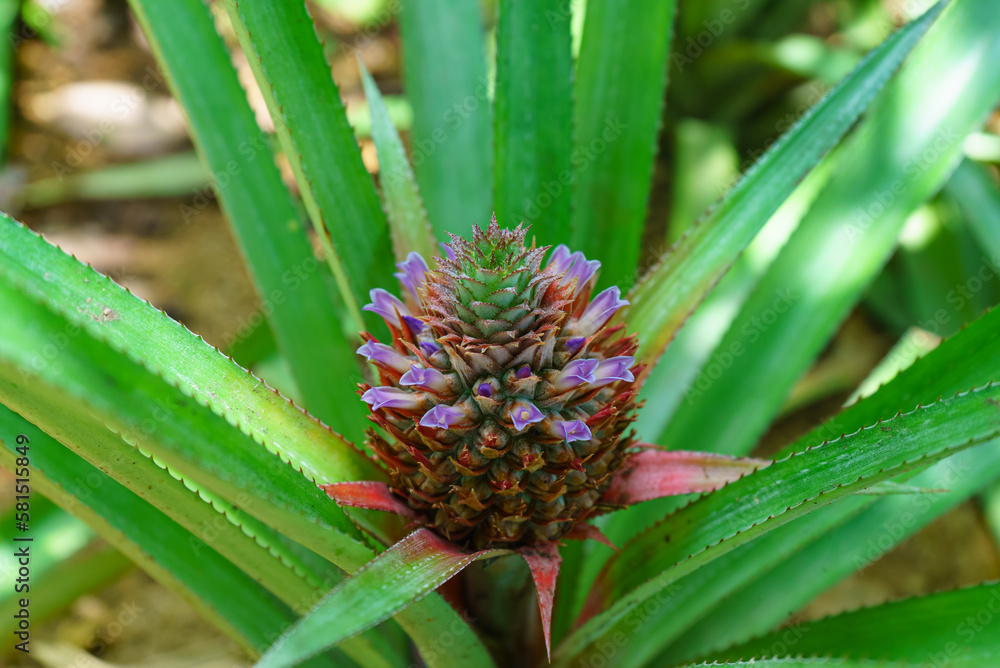 Beautiful pineapple blossom top view Beautiful pineapple blossom top view