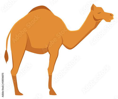 Camel icon. Wild desert fauna. Zoo animal