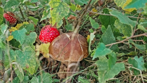 Brown Edible Cep Penny Bun Porcini Mushroom growing next to Fly Agaric Amanita Muscaria Toadstood with Red Cap and White Warts photo