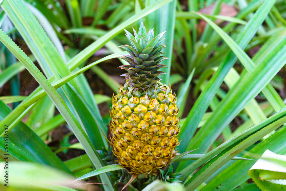 Fototapeta premium A ripe pineapple growing on the plant