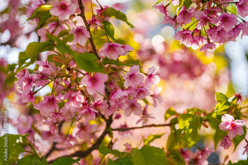 Close up spring cherry blossom flowers image. Detail photo with these beautiful blooming tree flowers in Tokyo, Japan.