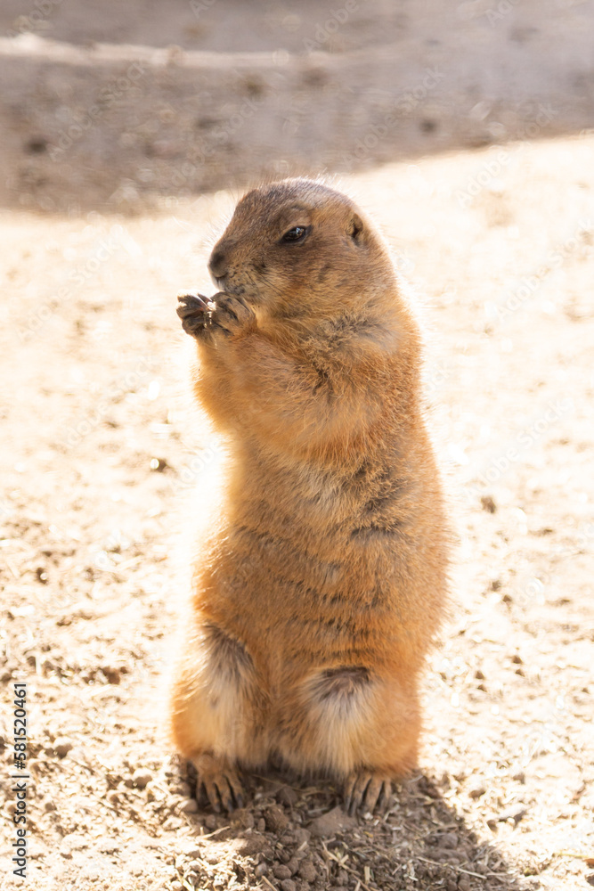 High angle view of backlit prairie dog standing up holding food to its mouth
High angle view of backlit prairie dog standing up holding food to its mouth