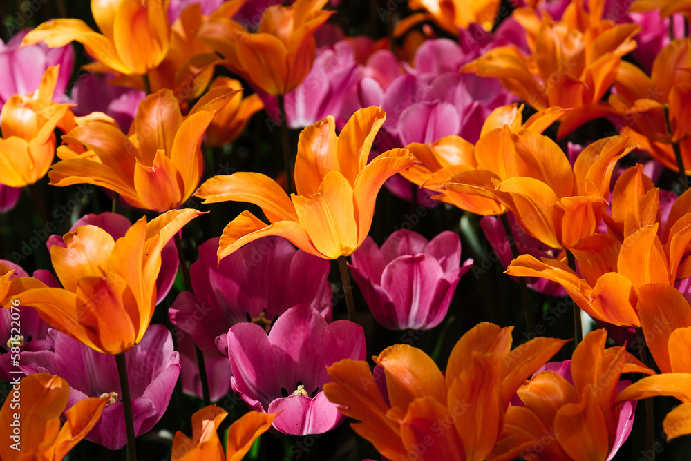 Field with assorted colors tulips. Colorful spring fresh dutch tulips. Nature background. Pink and orange tulips. CLose-up