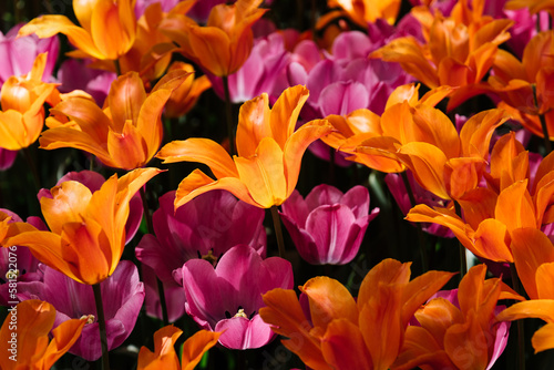 Field with assorted colors tulips. Colorful spring fresh dutch tulips. Nature background. Pink and orange tulips. CLose-up