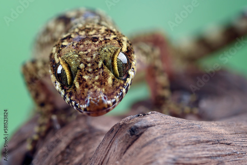 A lizard sits on a log.