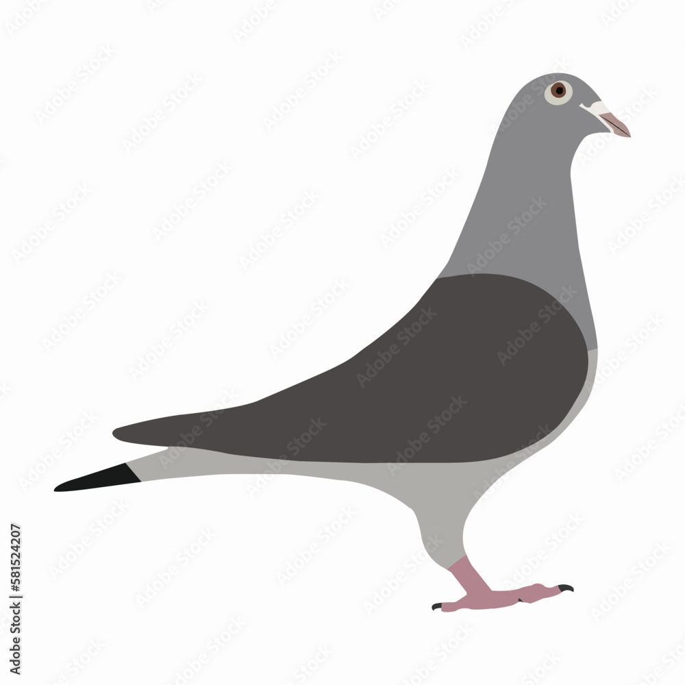 A beautiful domestic pigeon bird vector art work. A beautiful domestic pigeon bird vector art work.