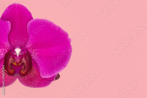 Close up of Phalaenopsis Stellenbosch orchid flowers on pink background  copy space. Tropical flower  branch of orchid close up. Purple orchid background. Holiday  Women s Day  Flower Card  beauty.