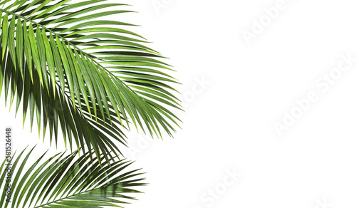 Photographie Copy space with Palm leaves border on transparent backgrounds realistic 3d rende