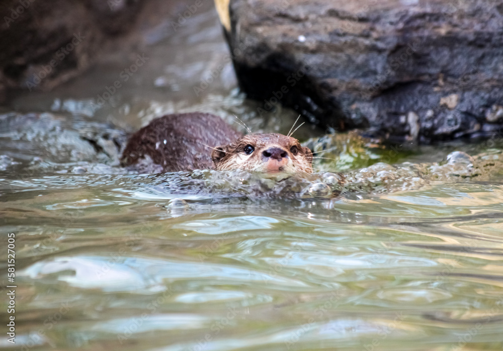 Fototapeta premium Front view of an otter swimming in water