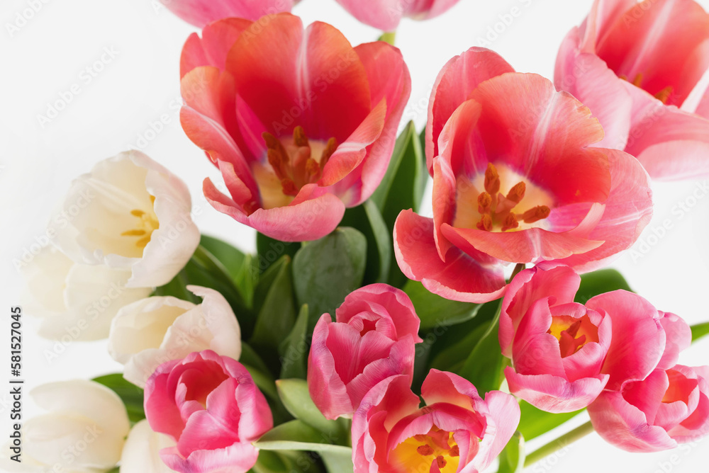 Fototapeta premium Blurred image of pink and white tulips on a white background.