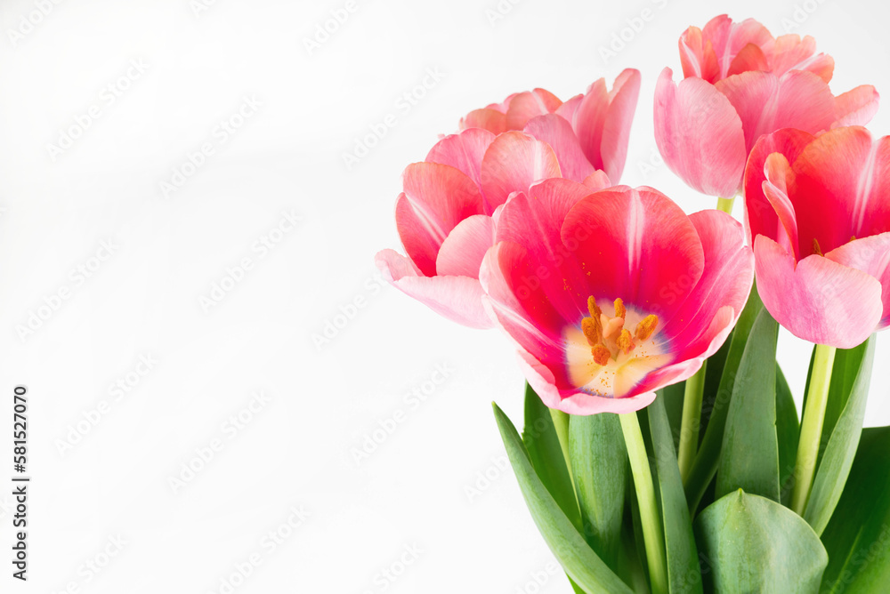 Blooming pink tulips on a white background with space for writing text. Blooming pink tulips on a white background with space for writing text.