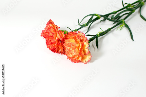 Carnation on white background