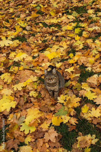 Cat playing in autumn with foliage. Kitten in colored leaves on nature.