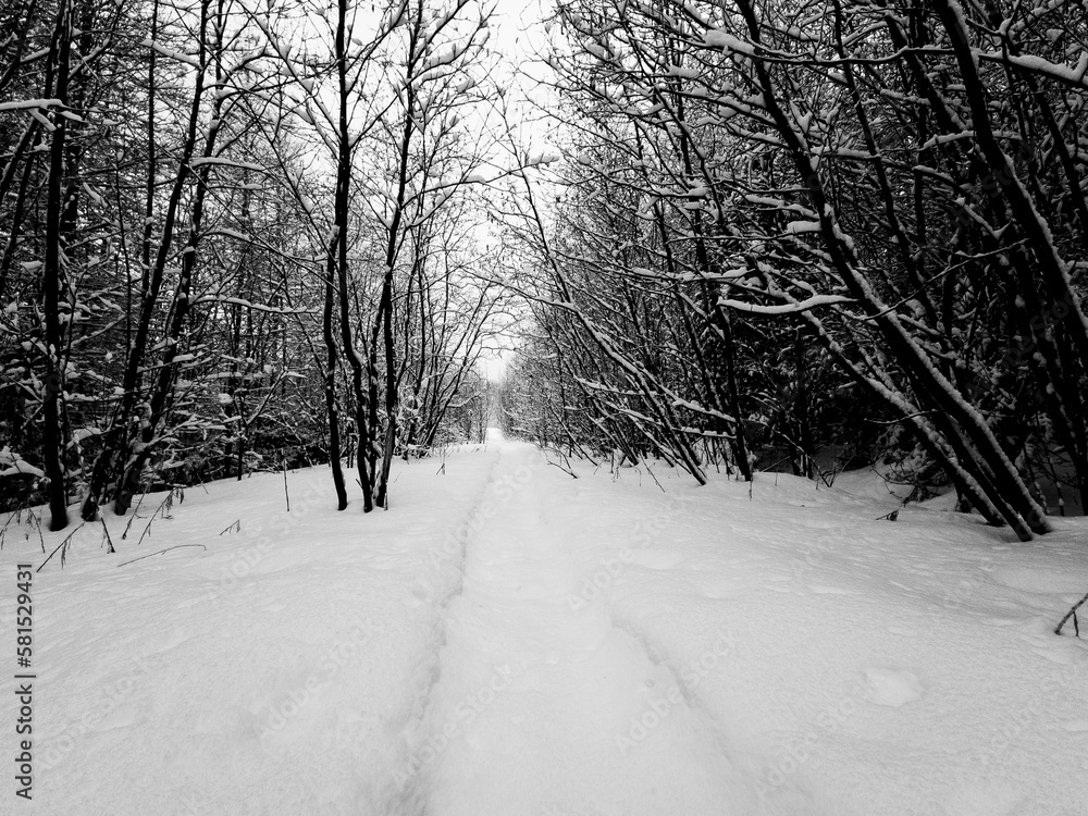 View of a small winter trail in the Canadian forest in the spring