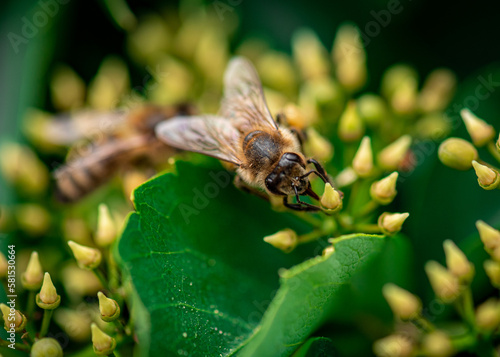 a honey bee collects honey on a flower, bee on a yellow flower close up  © Євген Малюга