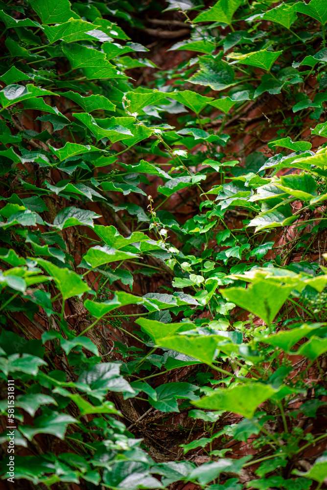 Ivy, Hedera helix or European ivy climbing on rough bark of a tree. Close up photo. Ivy, Hedera helix or European ivy climbing on rough bark of a tree. Close up photo.