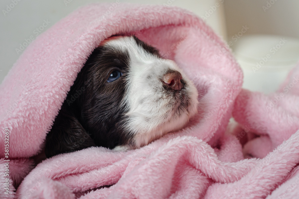 english springer spaniel puppy on a pink background