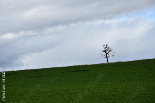 arbol seco solitario en colina