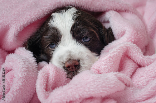 english springer spaniel puppy on a pink background