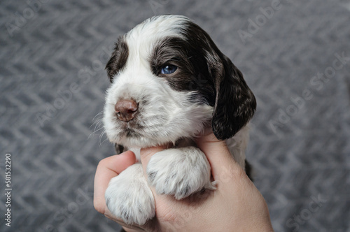 english springer spaniel puppy on a gray background