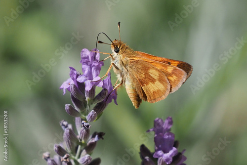 Woodland Skipper feeding on a lavender blossom photo