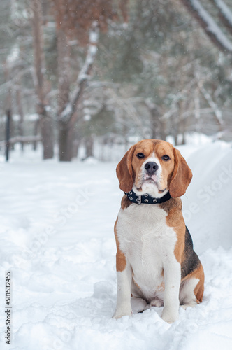 beagle dog in winter with snow
