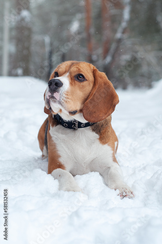 Fototapeta Naklejka Na Ścianę i Meble -  beagle dog in winter with snow