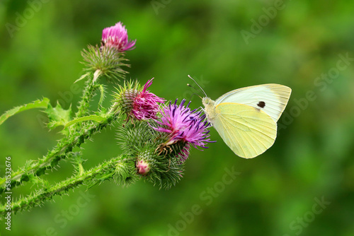 Photography butterfly on flower