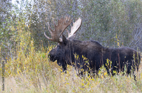 Bull Shiras Moose During the Fall Rut in Wyoming