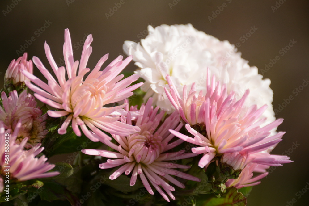 Bouquet of pink delicate chrysanthemums in the garden Bouquet of pink delicate chrysanthemums in the garden