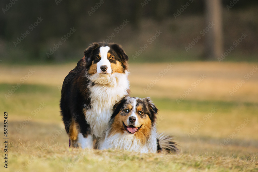 two australian shepherd dogs sitting close to each other in a city park and looking towards the camera. 