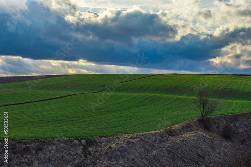farmland on a bright day, green canola © Robert