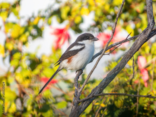 Southern fiscal or fiscal shrike (Lanius collaris)