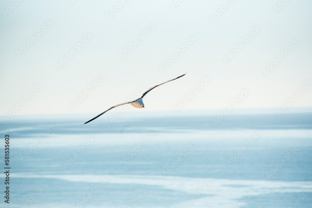 Seagull standing on a pier with blue sea in the background Seagull standing on a pier with blue sea in the background