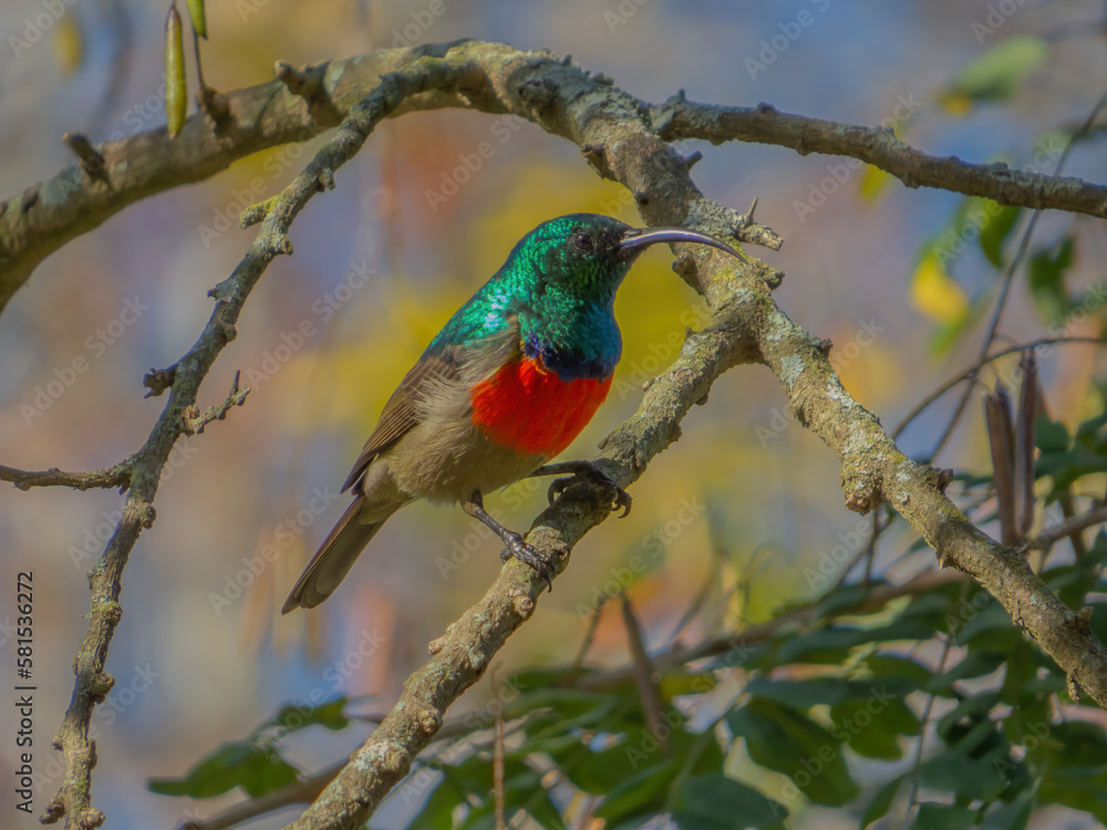 Greater double-collared sunbird (Cinnyris afer)