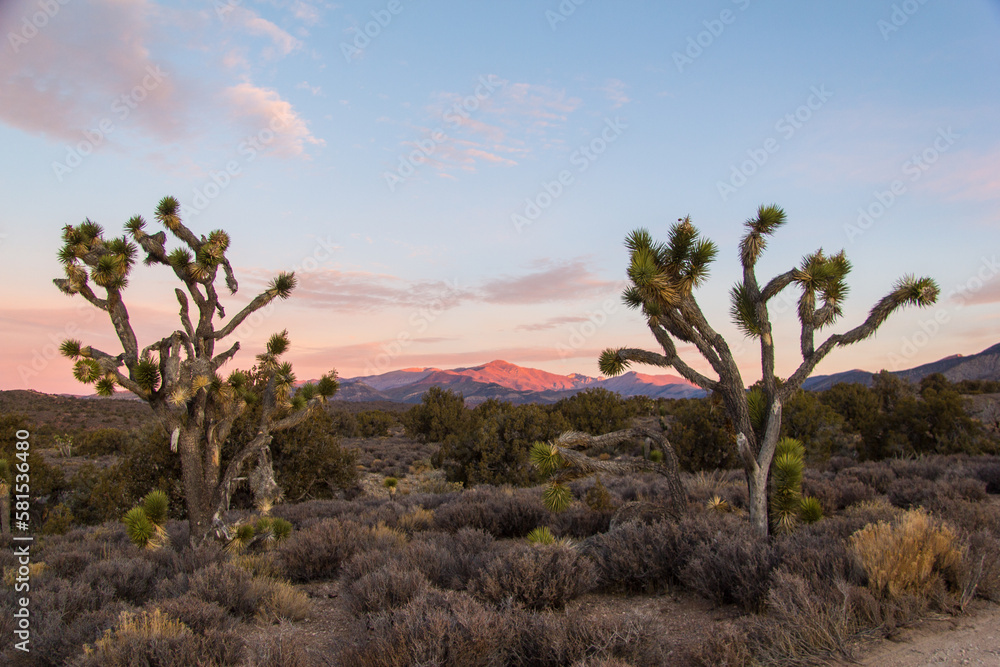 Views in the Mojave Desert at sunset Views in the Mojave Desert at sunset