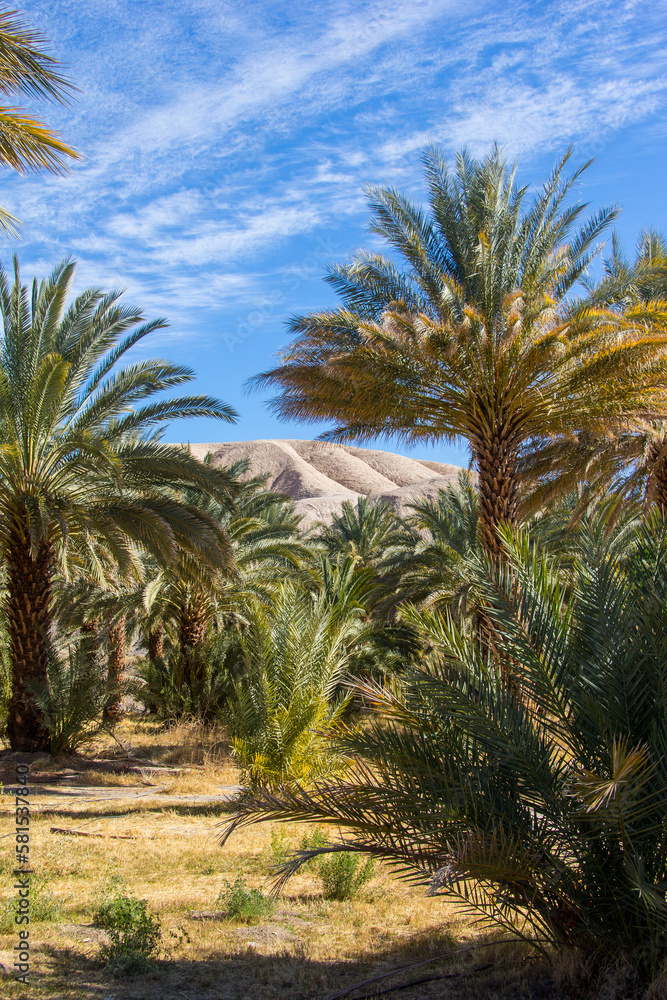 Palm trees organized in a grid at a date farm in the Mojave desert of California.
