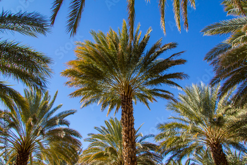 Palm trees organized in a grid at a date farm in the Mojave desert of California. © Adam