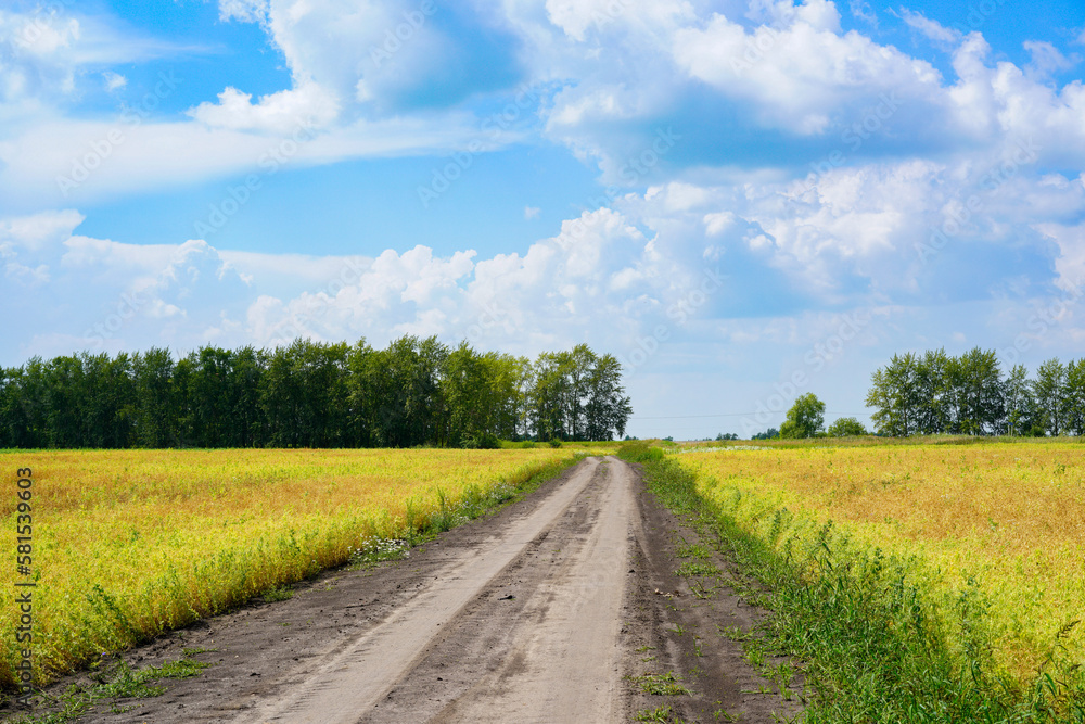 Obraz premium Summer sunny green hills under a blue sky.