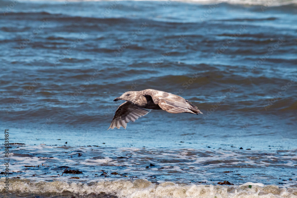 Gray seagull gliding over the ocean waves Gray seagull gliding over the ocean waves