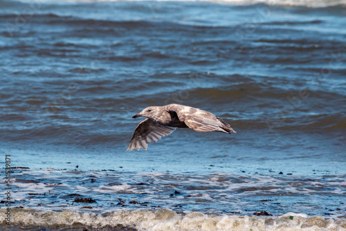 Gray seagull gliding over the ocean waves