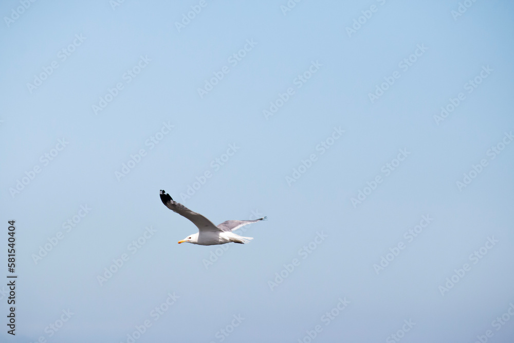 Seagull flying in front of a blue sky