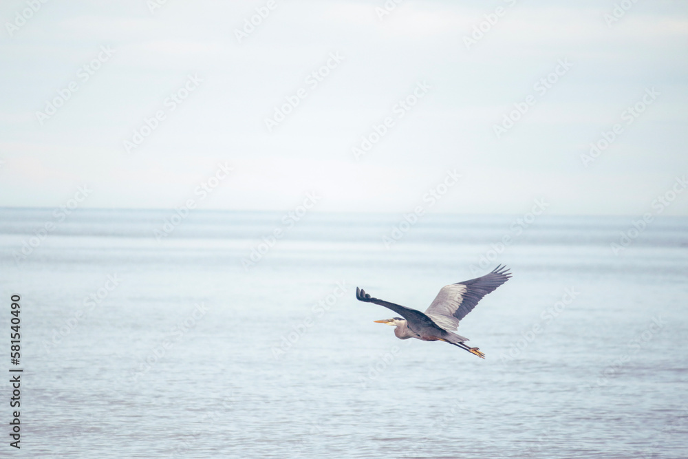 Blue heron glides above the water