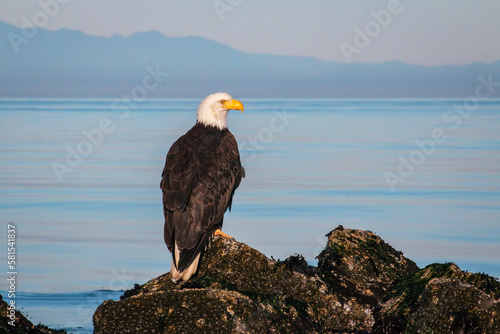 American bald eagle sits on a rocky outcropping, blue mountains appearing in the distance