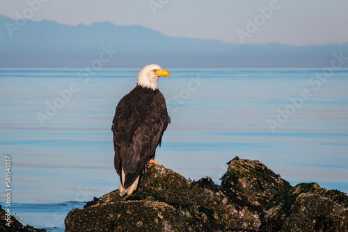 American bald eagle sits on a rocky outcropping, blue mountains appearing in the distance photo