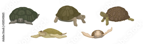 Turtles with Bony Shell as Land-dwelling and Sea-dwelling Species Vector Set