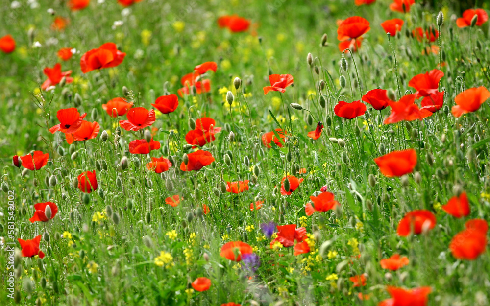 field of red poppies