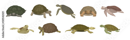 Turtles with Bony Shell as Land-dwelling and Sea-dwelling Species Vector Set photo
